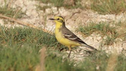 Citrine Wagtail