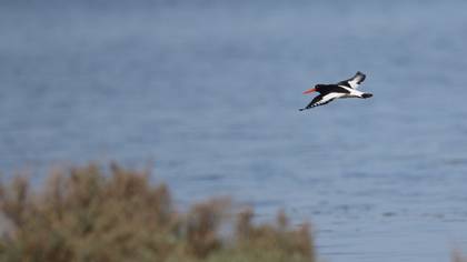 Eurasian Oystercatcher