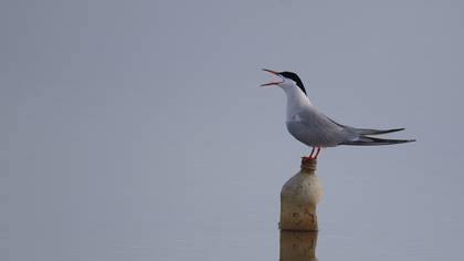 Common Tern