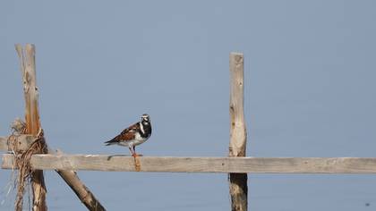 Ruddy Turnstone