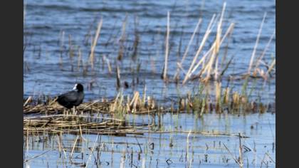 Eurasian Coot