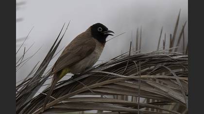 White-spectacled Bulbul