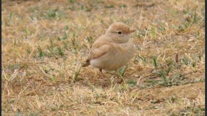 Bar-tailed Lark