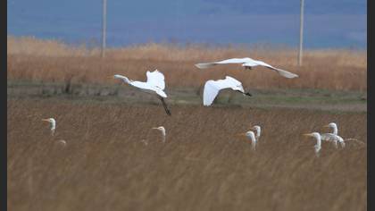 Great Egret
