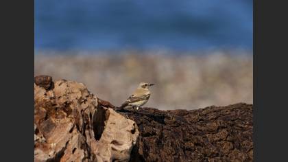 Desert Wheatear