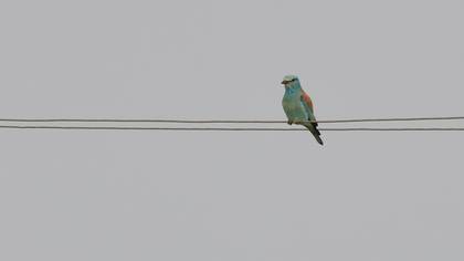 European Roller