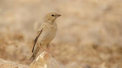 Pale Rockfinch