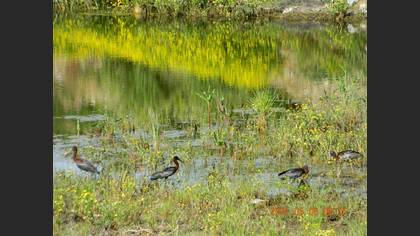 Glossy Ibis