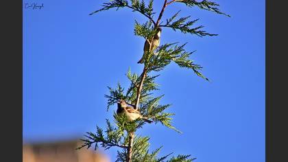 House Sparrow