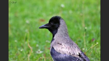 Hooded Crow