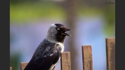 Western Jackdaw