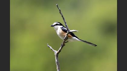 Masked Shrike