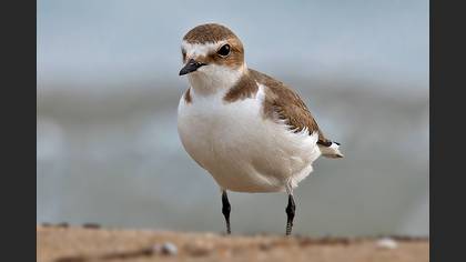 Kentish Plover
