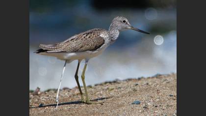 Common Greenshank