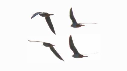 Red-footed Falcon