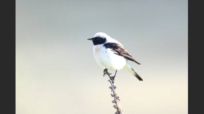 Black-eared Wheatear
