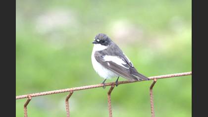 European Pied Flycatcher