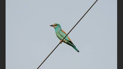 European Roller