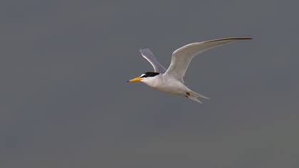 Little Tern