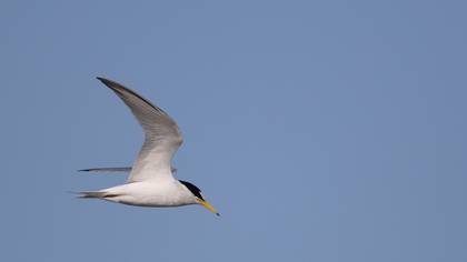 Little Tern