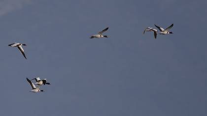 Common Shelduck