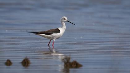 Black-winged Stilt
