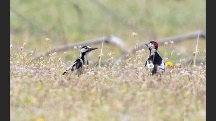 Syrian Woodpecker