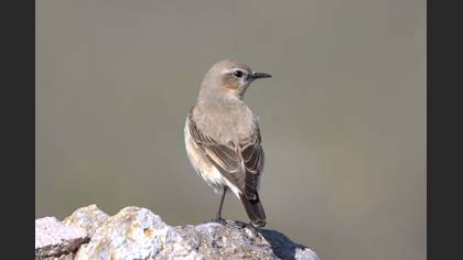 Northern Wheatear