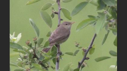 Eastern Olivaceous Warbler