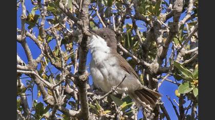 Eastern Orphean Warbler