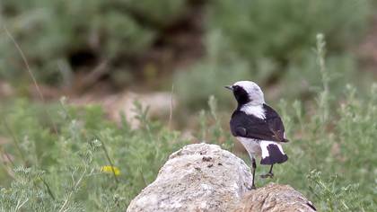 Finsch`s Wheatear