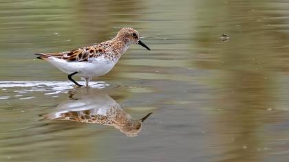 Little Stint