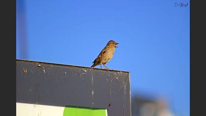 House Sparrow
