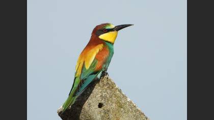 European Bee-eater