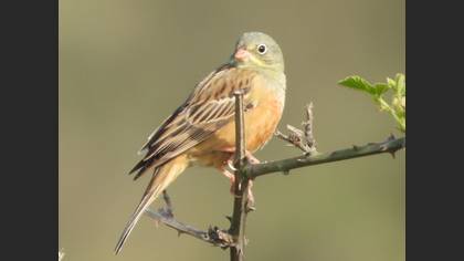 Ortolan Bunting