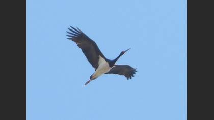 Black Stork