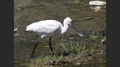 Eurasian Spoonbill