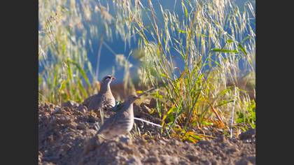 See-see Partridge