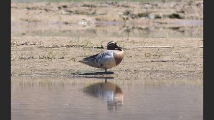 Garganey