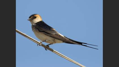 European Red-rumped Swallow