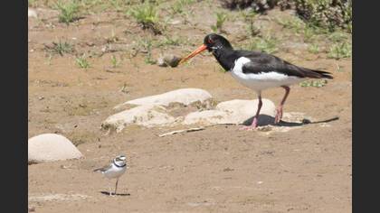 Eurasian Oystercatcher
