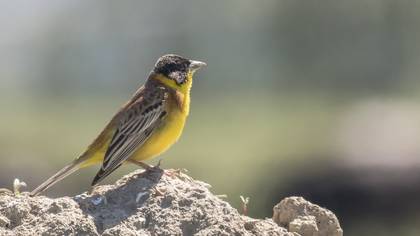 Black-headed Bunting