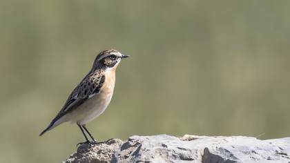 Whinchat