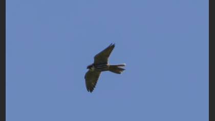 Eurasian Hobby