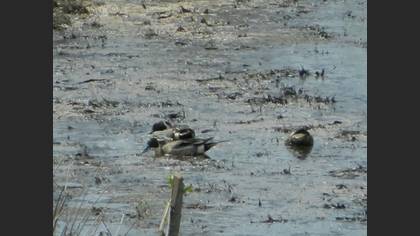 Northern Pintail