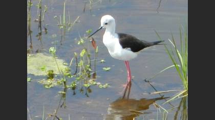 Black-winged Stilt
