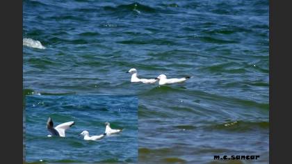 Slender-billed Gull