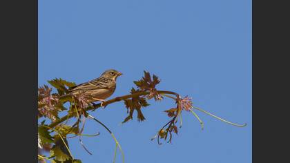 Ortolan Bunting