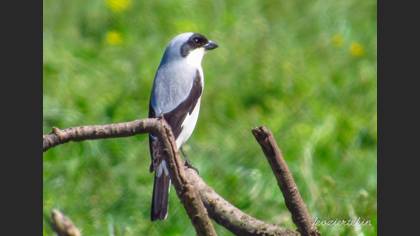 Lesser Grey Shrike