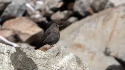 Blue Rock Thrush